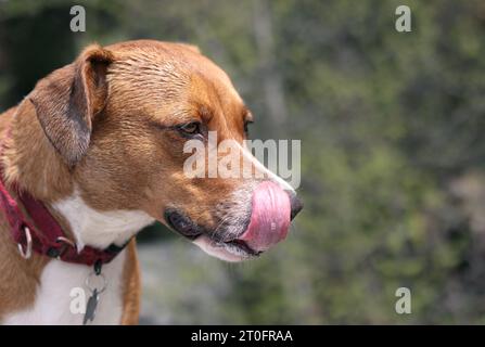 Dog licking lips and nose with long pink tongue on nature walk. Side view of dog with foam in mouth. Signs of overexertion from playing and running ar Stock Photo