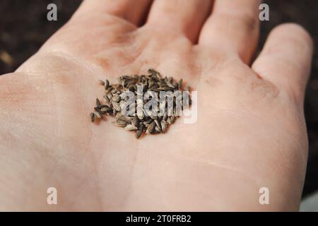Lettuce seeds in hand before planting in garden. Black loose leaf lettuce seeds held by woman. Variety known as grand rapids lettuce or Lactuca sativa Stock Photo