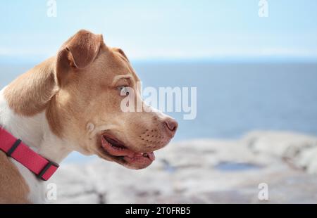 Large dog in front of ocean or lake. Side view of curios puppy dog looking at something intense on hike along the shore. 7 months old, female Boxer Pi Stock Photo