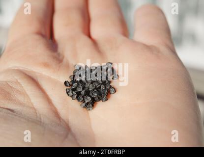 Spring onion seeds in hand before planting in garden. Pile of black ramrod scallion onion seeds in palm of woman. Known as green onions, table onions Stock Photo