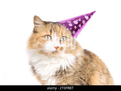 Fluffy calico cat with party hat looking at camera. Orange cat wearing a pink party cone off-center. Pet themed concept for party celebration, holiday Stock Photo