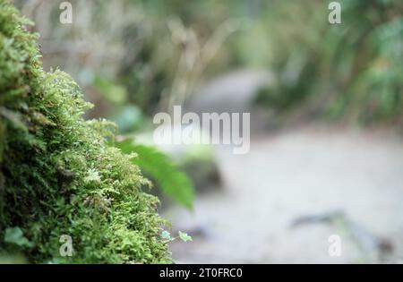 Defocused hiking trail in forest with moss on tree trunk. Abstract forest hiking background or nature backdrop texture. Copper-wire moss growing on tr Stock Photo