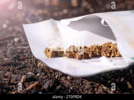 Swiss Chard seeds in seed package on soil before planting on a sunny spring morning. Known as White beet, Silverbeet, Strawberry Spinach or Beta vulga Stock Photo