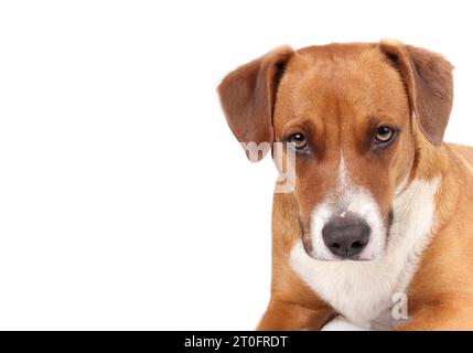 Brown dog looking at camera with  serious, concentrated or intense look. Isolated head shot of puppy dog with floppy ears. 1 year old female Harrier m Stock Photo