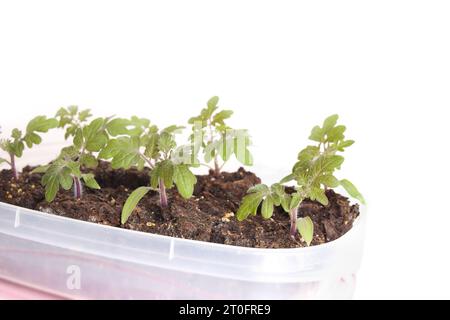 Cherry tomato seedlings started indoor on window sill or greenhouse. Many young Red Robin Tomato plant seedling in seed starting container. Start toma Stock Photo