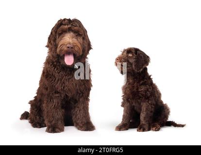 Puppy growth stage visualization or comparison. Full body of puppy dog sitting side by side with 2 months and 6 months of age. Female Australian Labra Stock Photo