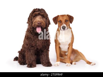 Happy dogs sitting and looking at camera. Front view of two puppy dog friends sitting side by side. Harrier mix dog with sloppy sideways leg position Stock Photo