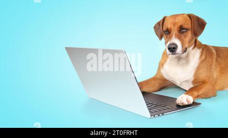 Dog using computer on blue background. Serious puppy dog working on laptop with paws on keyboard. Pets using technology for working, shopping, team me Stock Photo