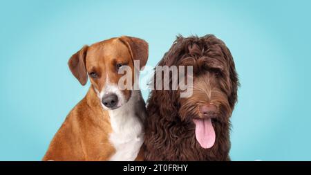 Two dogs on colored background while looking at camera. Funny puppy dog friends taking a break from playing. 1 year old Harrier mix and 6 month old La Stock Photo