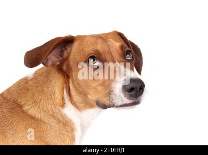 Shy dog looking up at camera with head tilted. Isolated puppy dog with timid, scared or afraid body language. 1 year old harrier mix dog, brown white Stock Photo