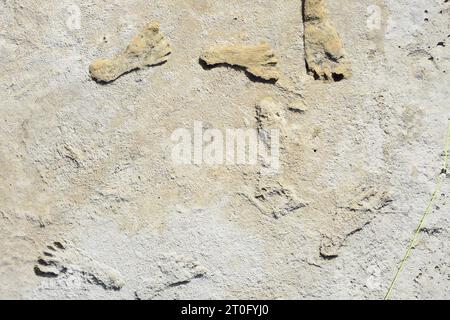 White Sands NP, United States of America. 30 January, 2020. Fossilized Ice Age human footprints set in gypsum mud that hardened to rock estimated at 23,000-21,000 years ago, October 5, 2023 in White Sands National Park, New Mexico, USA. The area around the ancient lakebed of Lake Otero is the oldest direct evidence of human presence in the Americas. Credit: National Park Service/NPS/Alamy Live News Stock Photo