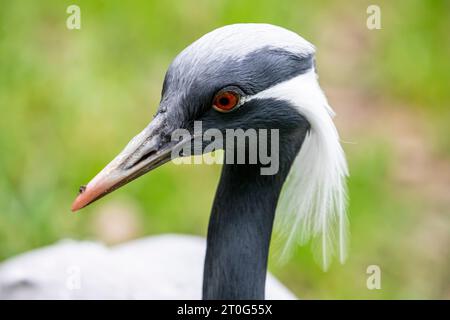 The  head of demoiselle crane (Grus virgo). It is a species of crane found in central Eurosiberia, ranging from the Black Sea to Mongolia Stock Photo