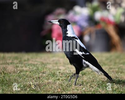 Side view of a male Australian magpie in mid-stride as it walks through a garden Stock Photo