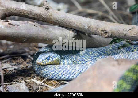 the king ratsnake (Elaphe carinata) ready to molt. It is a species of Colubrid snake found in Southeast and East Asia. Stock Photo