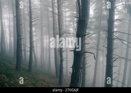 very mysterious and desolate atmosphere on a gloomy day in the dark woods with thick fog. pyrenees. High quality photo Stock Photo
