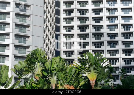 Hotel Fairmont, in the business and civic district of Singapore, with Traveller's Palms seen in front, actually belonging to nearby Raffles Hotel Stock Photo