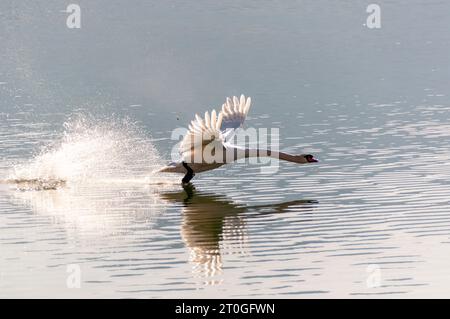 White swan gracefully landing on surface of Lake Zurich with spread wings and splashing water. Captured from Rapperswil, St Gallen, Switzerland. Stock Photo