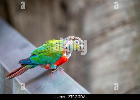 The crimson-bellied parakeet (Pyrrhura perlata), It is found in Bolivia and Brazil. It mostly inhabits the canopy and edges of humid terra firme fores Stock Photo