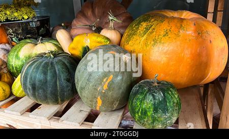 Variety and different types of pumpkins on display to sell at market Stock Photo