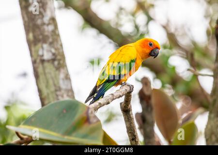 the closeup image of Sun parakeet. A medium-sized, vibrantly colored parrot native to northeastern South America. Stock Photo