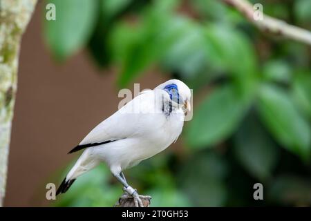 a Bali myna (Leucopsar rothschildi) stands on the tree, a medium-size  stocky myna, almost wholly white with a long, drooping crest Stock Photo