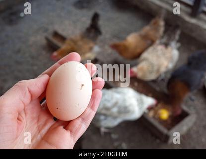 Close up of hand holding fresh organic egg with flock of hens in chicken coop blurred on background Stock Photo