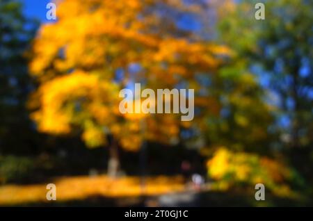 Unfocused blurred yellow autumn trees out of focus, Natural bokeh background Stock Photo