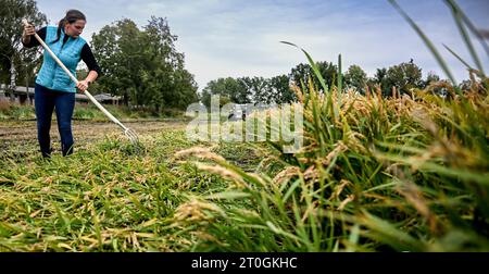 Linum, Germany. 06th Oct, 2023. Farmer Robert Jäckel holds a rice ...