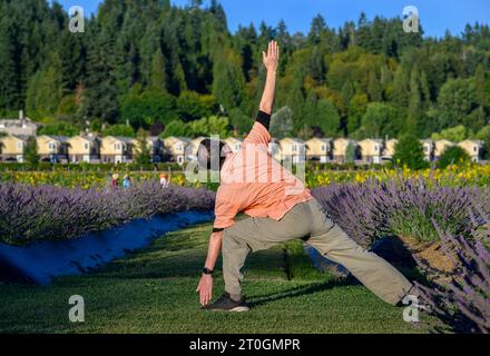 Man practising yoga in a blooming lavender field. Unrecognizable people enjoying the flowers in the background. Healthy lifestyle concept. Stock Photo