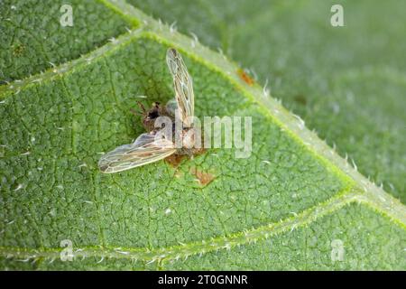 Leafhopper Psammotettix alienus kiled by parasitic, entomopathogenic fungus. Stock Photo