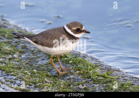 Juvenile Ringed Plover at the waters edge, Farmoor Reservoir, Oxon, UK Stock Photo