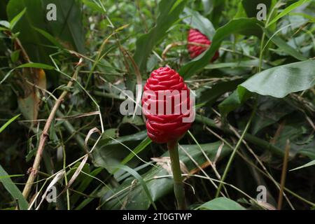 An elevated red flower head of a wild ginger known as shampoo ginger (Zingiber Zerumbet) in a forested area Stock Photo