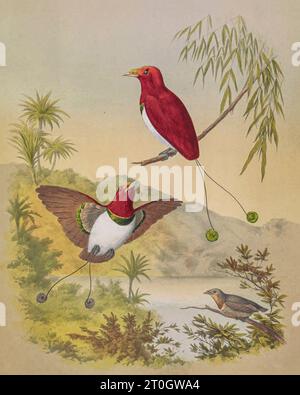 King bird-of-paradise, 19th century illustration Stock Photo