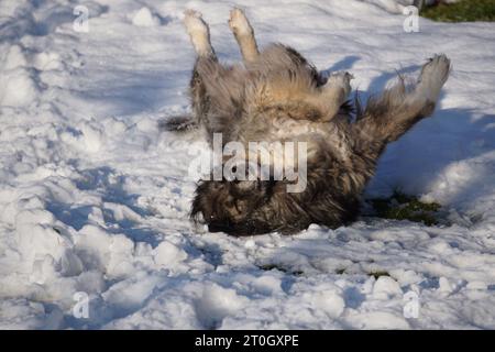 Dog rolls in the snow having fun Stock Photo