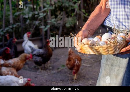 a male farmer holds chicken eggs in his hands. Selective focus. Stock Photo