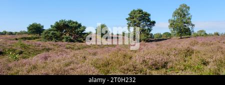 Blooming Heath, Westruper Heide, Münsterland, Haltern Am See, North Rhine-Westphalia, Germany, Europe Stock Photo