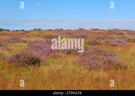 Blooming Heath, Westruper Heide, Münsterland, Haltern Am See, North Rhine-Westphalia, Germany, Europe Stock Photo