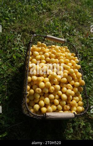rare yellow cherry variety freshly harvested Stock Photo