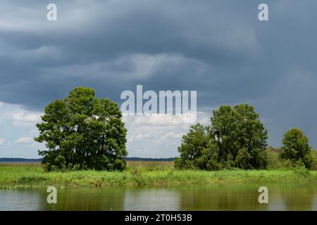 A landscape in the Florida, United States, everglades, with big trees, vegetation and water, under storm clouds. Stock Photo