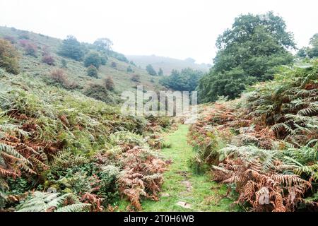 Ferns surrounding a trail to Sugar Loaf mountain, Brecon Beacons National Park, Wales, UK Stock Photo