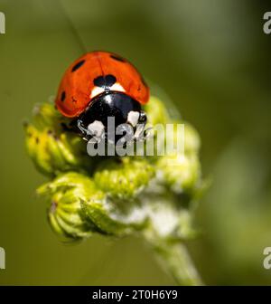 Ladybug sitting on a flower Stock Photo