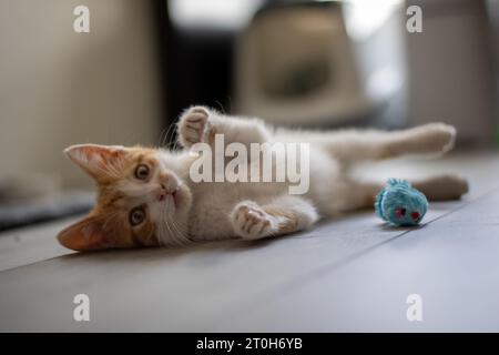 Three months old kitten laying on the floor playing with a toy mouse Stock Photo