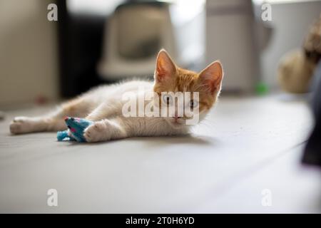 Three months old kitten laying on the floor playing with a toy mouse Stock Photo