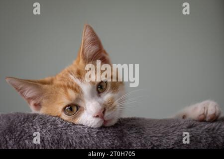 Four months old kitten laying in his bed looking over the edge Stock Photo