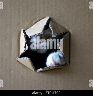 Four months old kitten hiding in a box peeking out Stock Photo