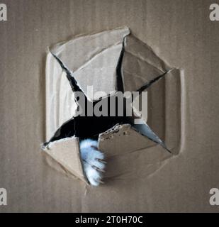 Four months old kitten hiding in a box peeking out Stock Photo