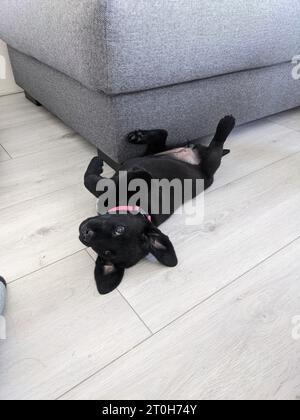 Black labrador retriever puppy laying on the floor Stock Photo