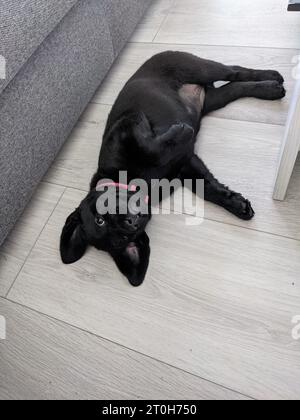 Black labrador retriever puppy laying on the floor Stock Photo