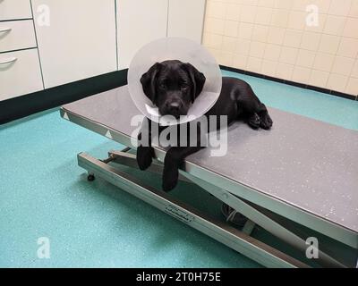 Black labrador retriever puppy at the vet wearing a cone of shame Stock Photo