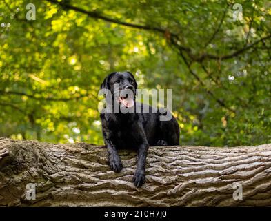 Black labrador retriever laying on a fallen tree trunk Stock Photo